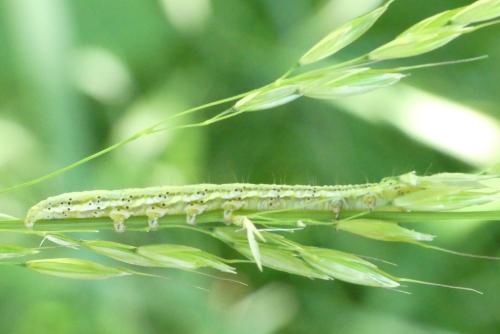 Eremobia ochroleuca